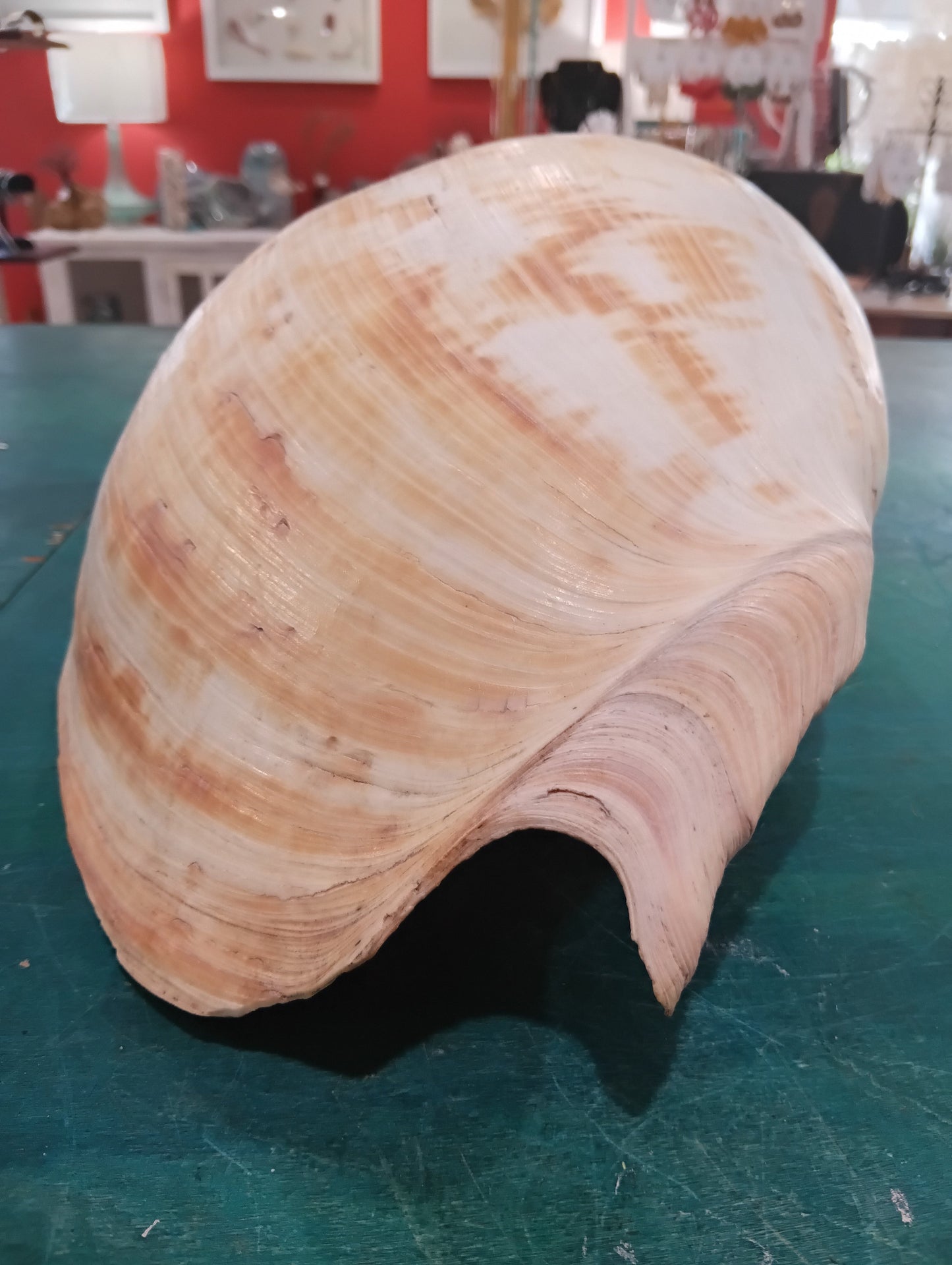Large Umbilicate Shell Natural 14.5"x9"x5.5" – Coastal Display Accent