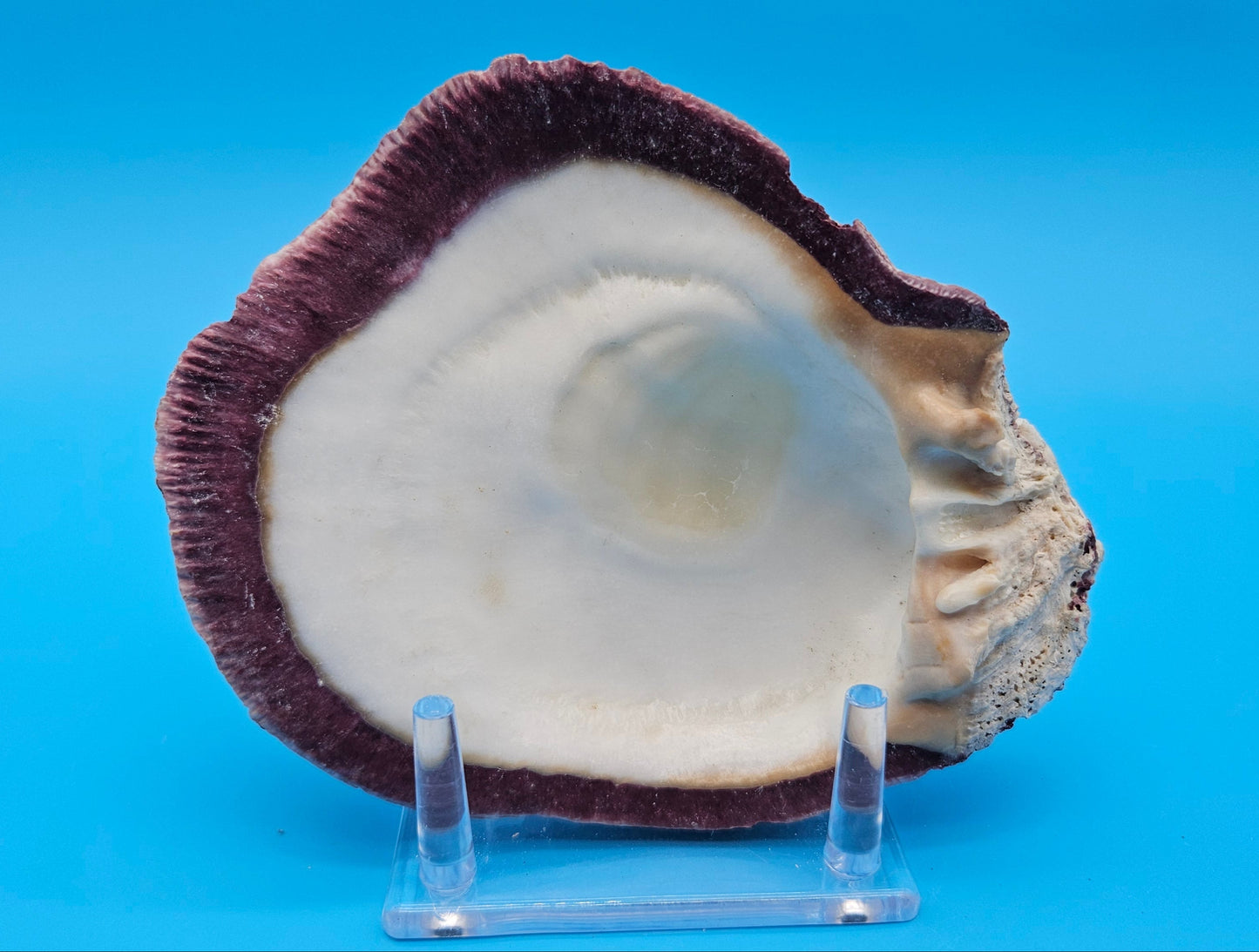 Deformed Giant Rock Scallop | Mutant Freak Coastal Display Shell 5.9" (Crassadoma gigantea)