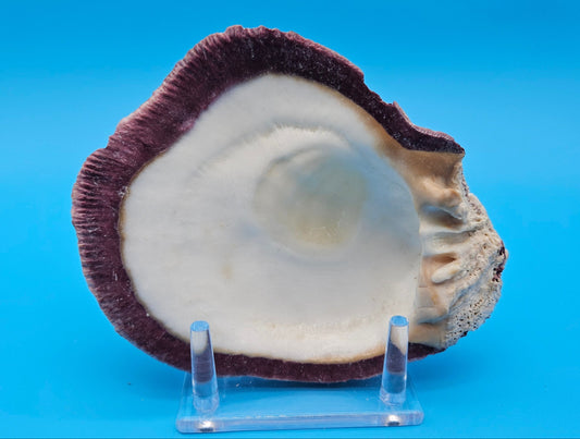 Deformed Giant Rock Scallop | Mutant Freak Coastal Display Shell 5.9" (Crassadoma gigantea)