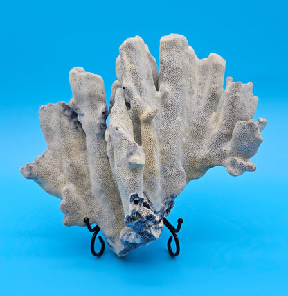 Blue Ridge Coral Specimen 8.5x9.25x4 – Natural Ocean Ruffle Coral Decor