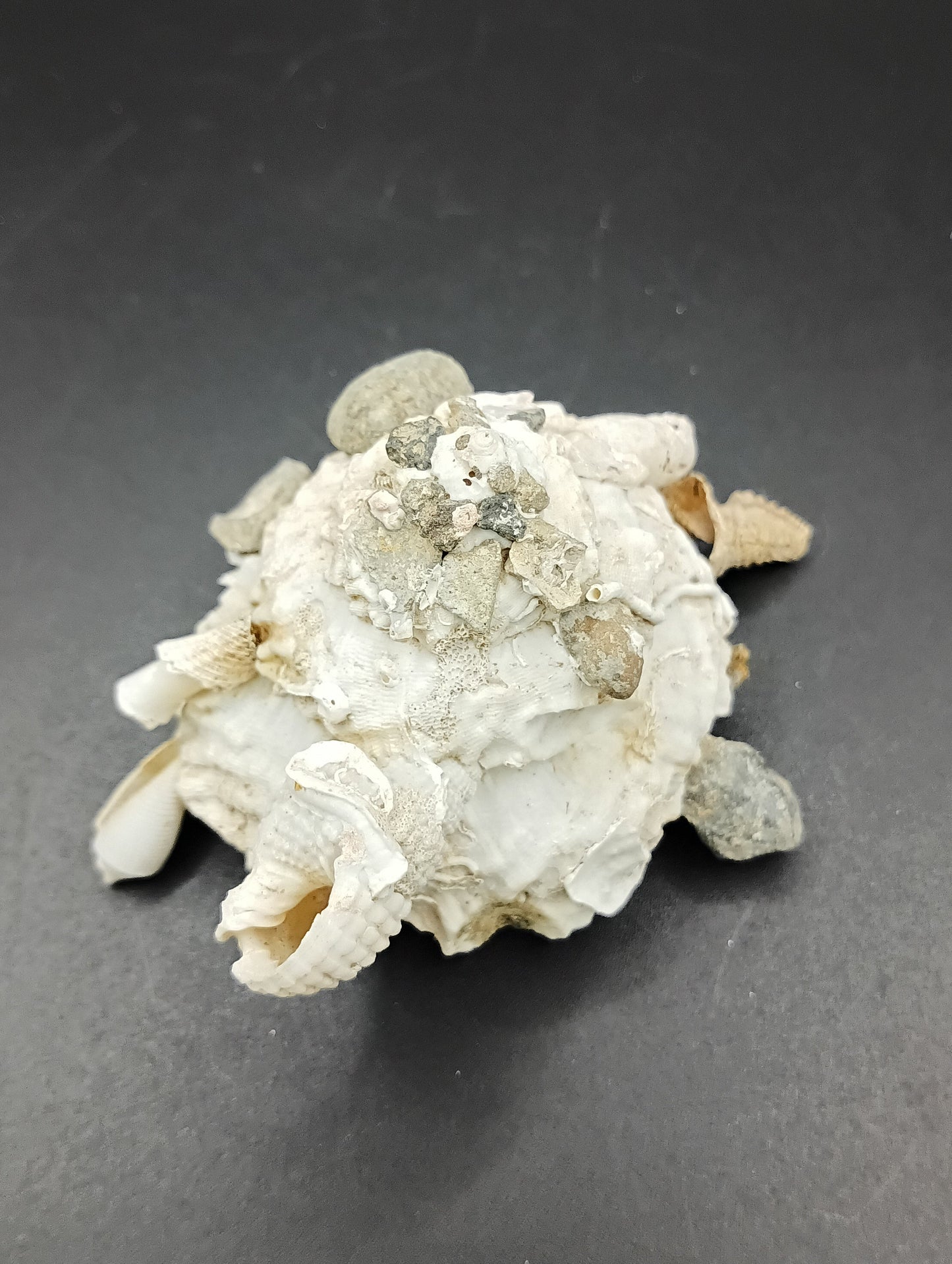 Carrier Shell (Xenophora)