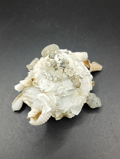 Carrier Shell (Xenophora)