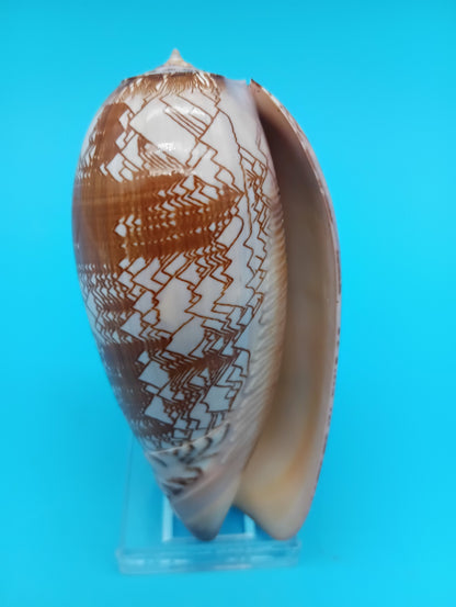 Tent Olive - Oliva Porphyria 3.7"