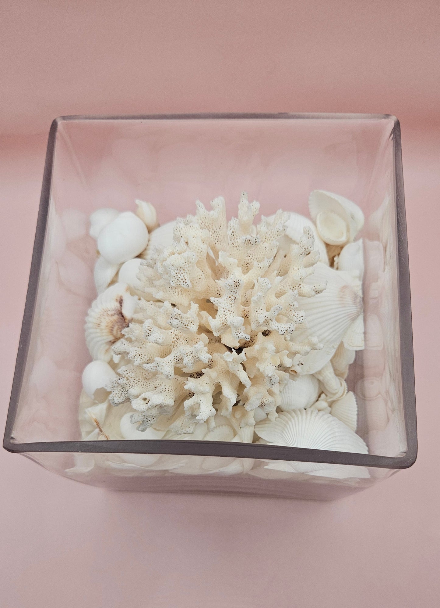 Square Glass Vase with White Coral and Seashell Display – Coastal Centerpiece (6x6)