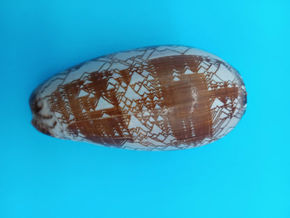 Tent Olive - Oliva Porphyria 3.7"