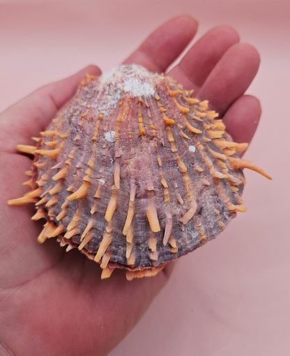 Spiny Spondylus Shell with Coral Encrustation – 3.5" Ocean Display Decor
