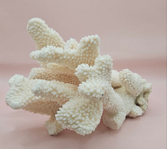 Vintage Cauliflower Coral Specimen 10x7.5x6 – Textured Ivory Coral Display Piece