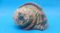 Large Raw Marmoratus Turban Shell Display - Premium Coastal Home Decor Specimen