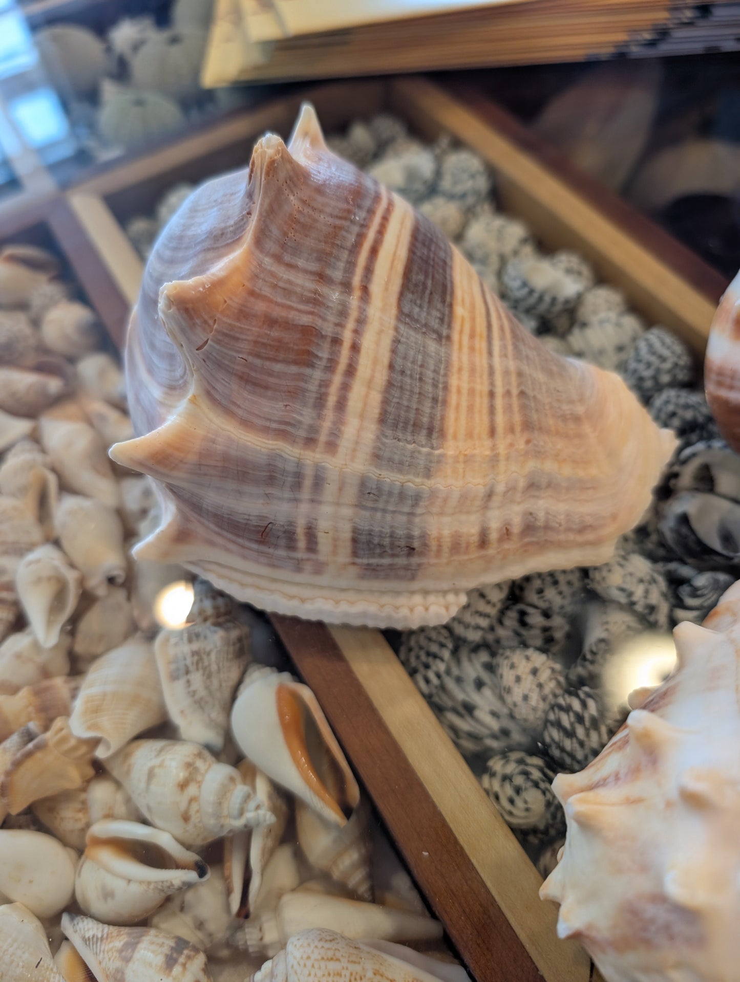 West Indies Crown Conch Shell (Melongena melongena)