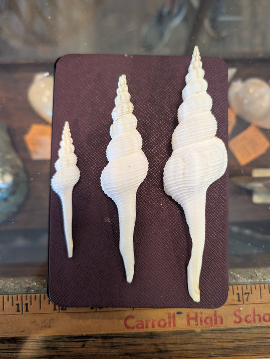 Fusus Colus White Spindle Shell