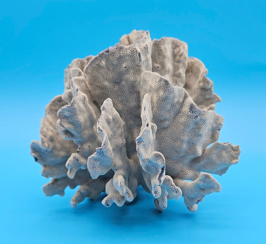 Vintage Blue Ridge Coral Specimen 7x6.5x6.5 – Rosette Fan Coral Display Decor