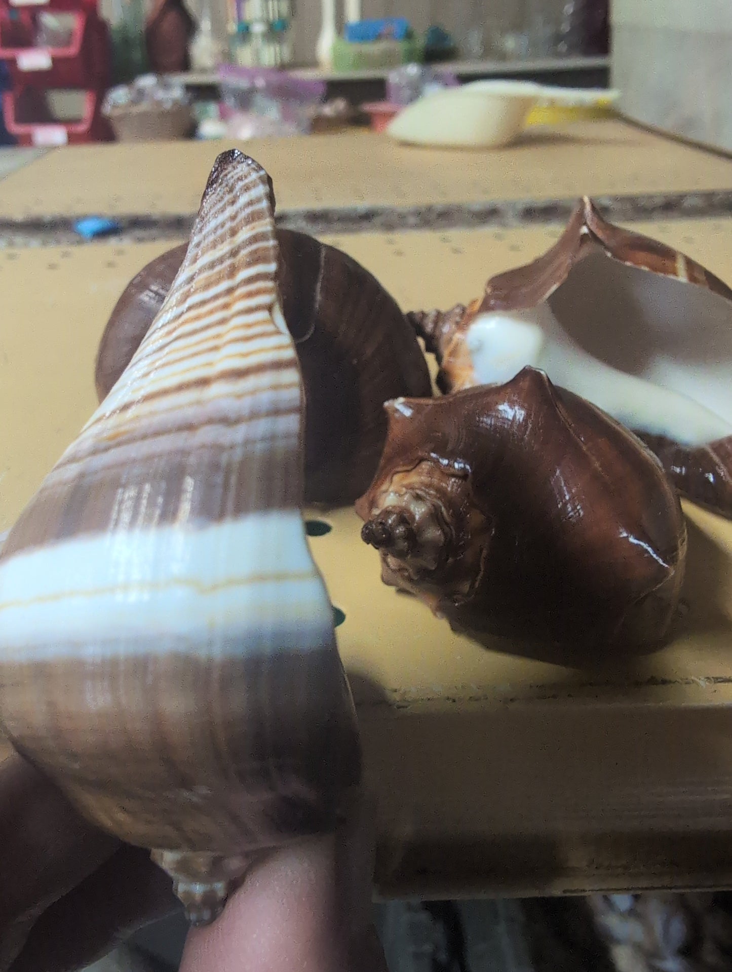 Fiber Pacific Crown Conch Shell - Melongena patula (Edged Lip)