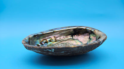 Green Abalone Shell (Haliotis fulgens)– 7.2” Coastal Display with Iridescent Interior