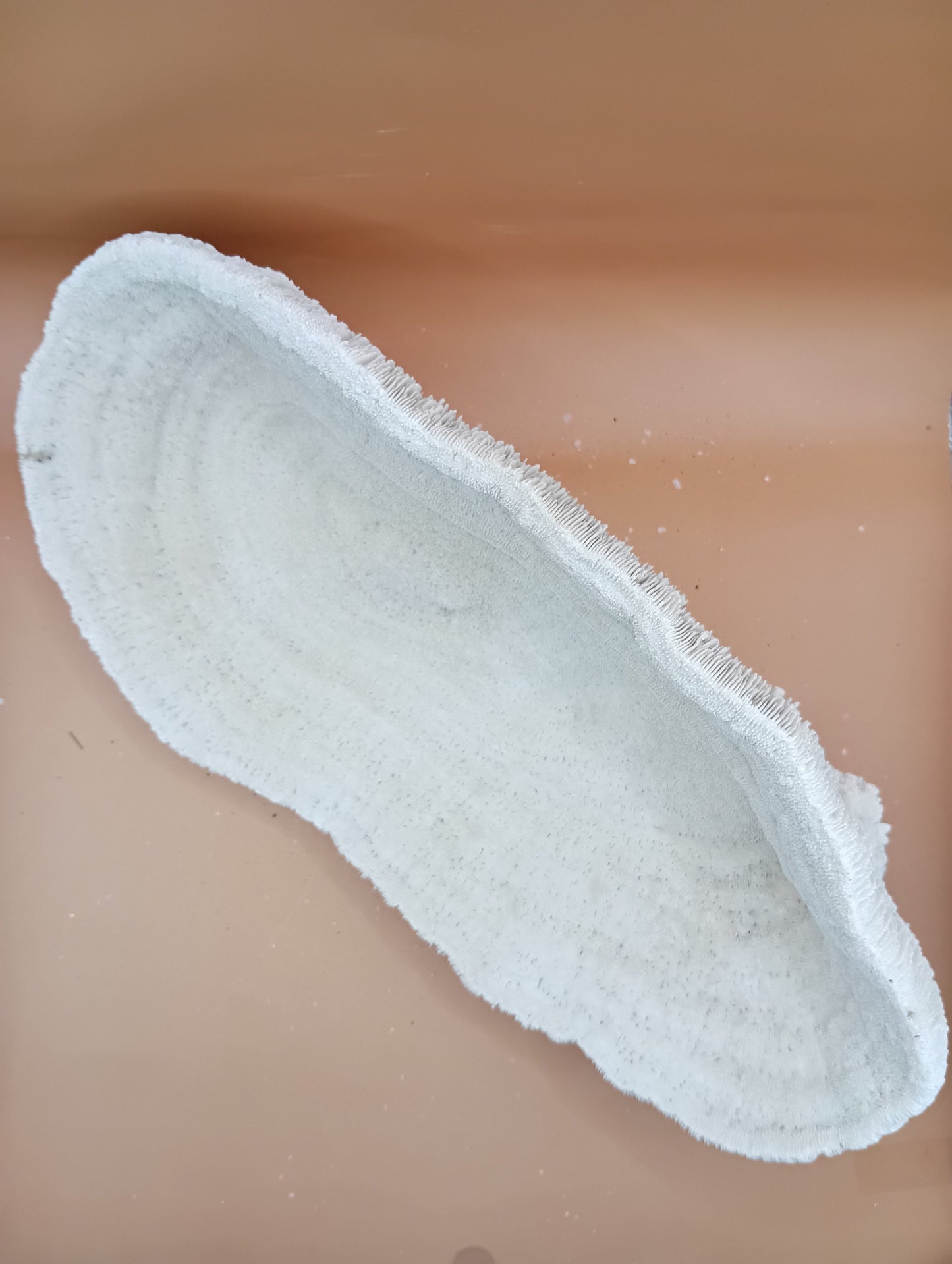 Tongue Mushroom Coral 14" Oblong Bowl Shape