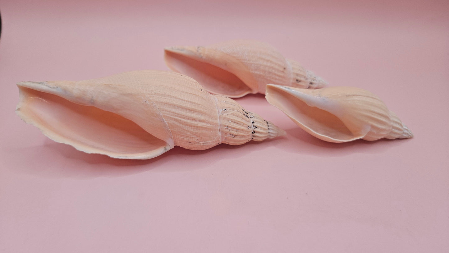 Fulgoraria nagouchii hyashi Growth Series – Set of 3 Display Shells