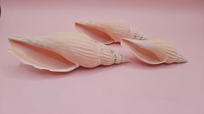 Fulgoraria nagouchii hyashi Growth Series – Set of 3 Display Shells