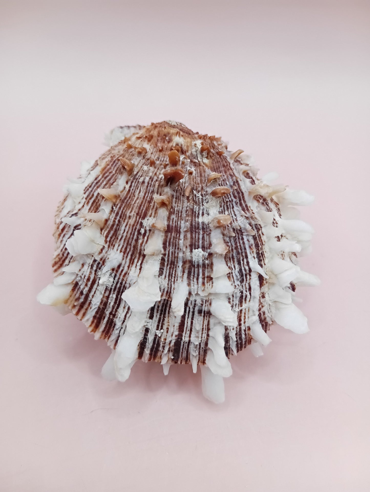 Natural Hinged Spondylus Shell – 2.8" x 2.2" – Spiny Display Shell