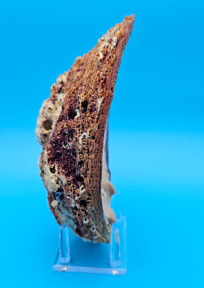 Giant Rock Scallop Seashell | Purple & Golden Coastal Display Shell 7.6" (Crassadoma gigantea)