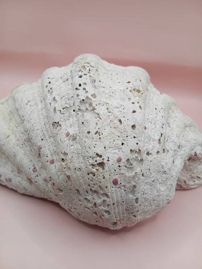 Giant Clam Shell Half – 11.7" x 5.1" x 9" – Coastal Statement Display