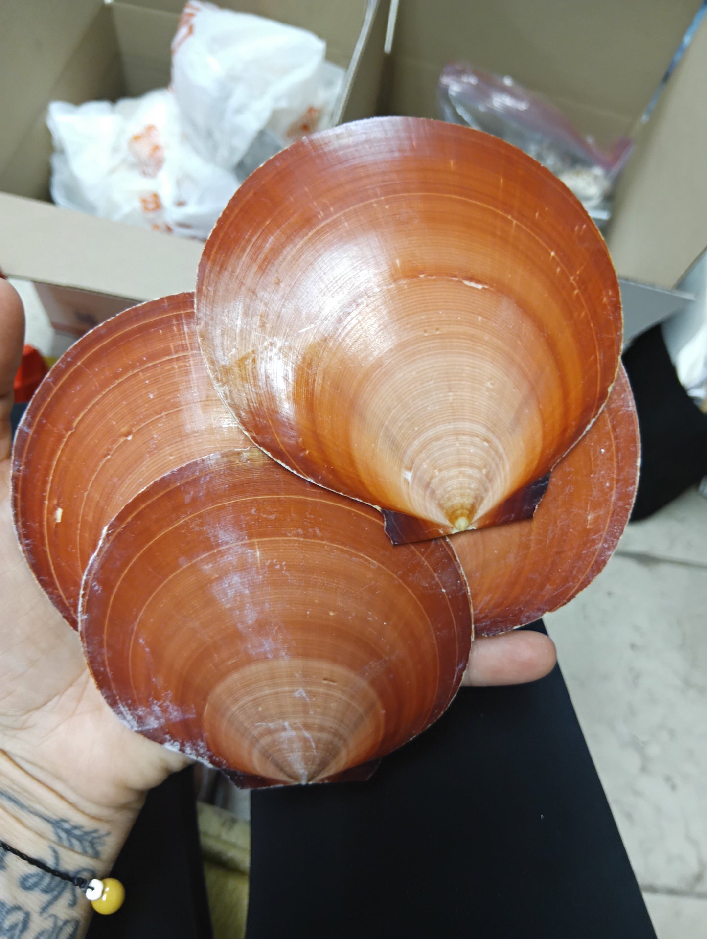 Red Asian Sun Moon Scallops