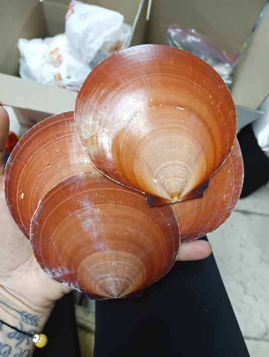 Red Asian Sun Moon Scallops