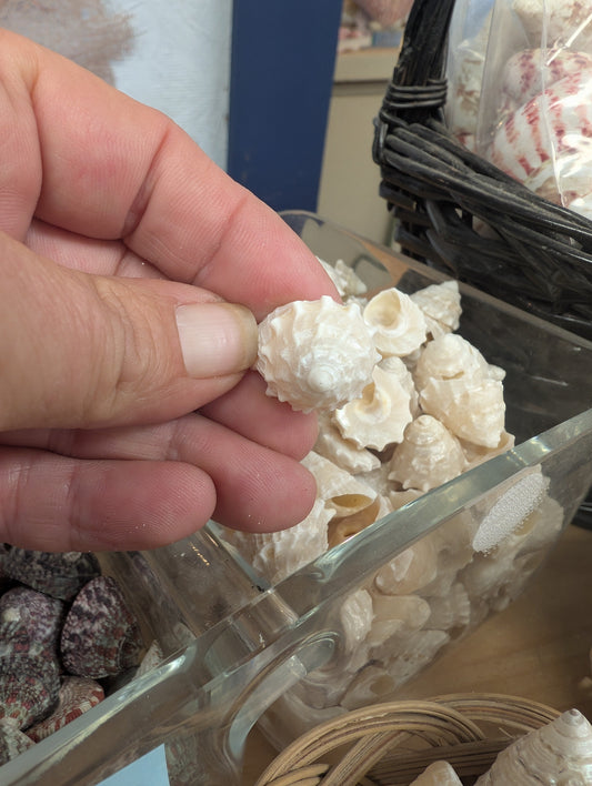 Pearl Trochus Rosemouth Star - Astralium rhodostomum