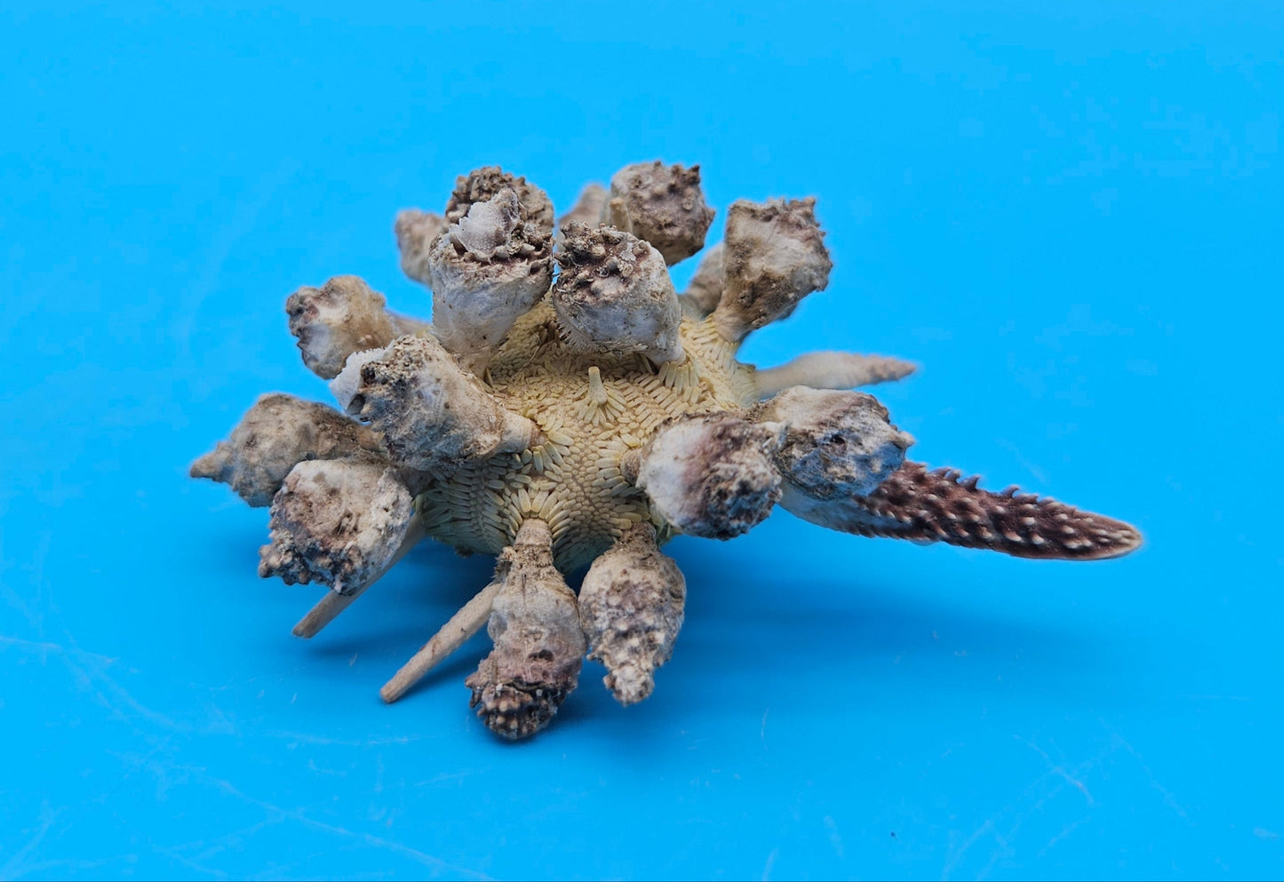 Pine Tree Urchin Display Shell – 2.8" Coastal Home Décor Piece