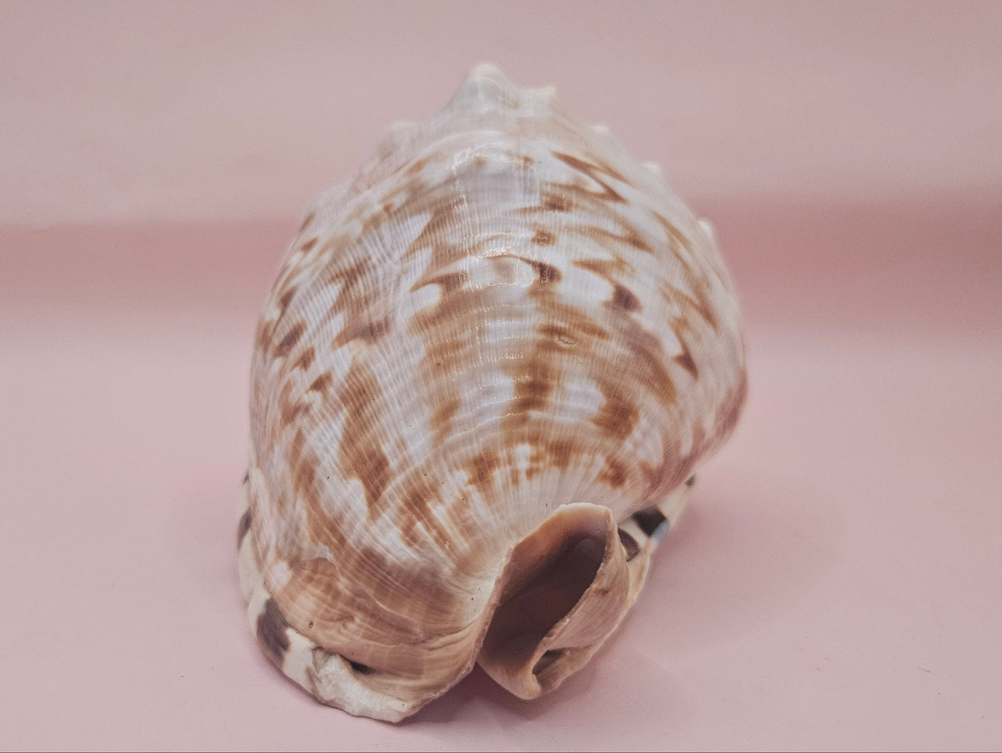 King Helmet Cassis flammea 4.5"