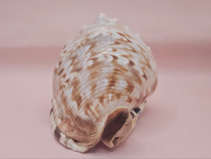 King Helmet Cassis flammea 4.5"