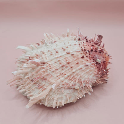 4.5" Pink-Coral Spondylus Shell – Spiny Thorny Oyster-  Textured Ocean Display Shell for Coastal Decor