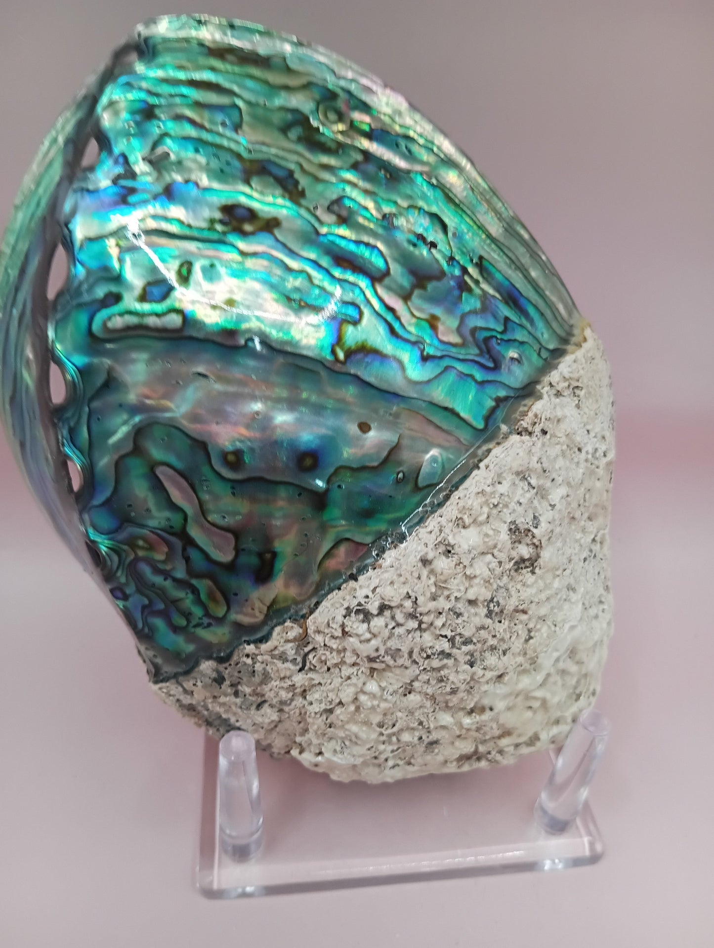 Natural New Zealand Paua Shell – Haliotis iris from Fiordland