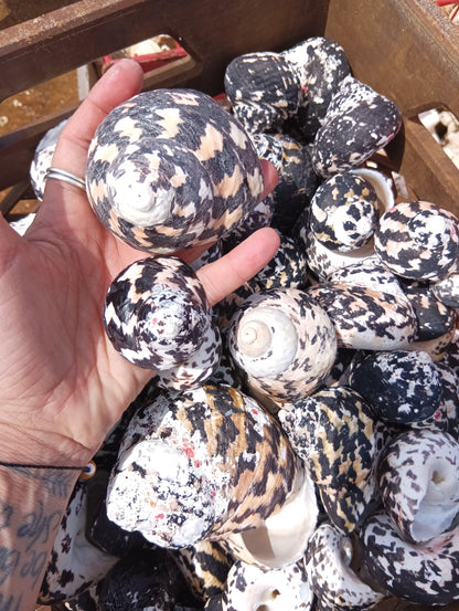 Black and Pearl Pica Magpie Turbo Shells Caribbean Gulf Seashells