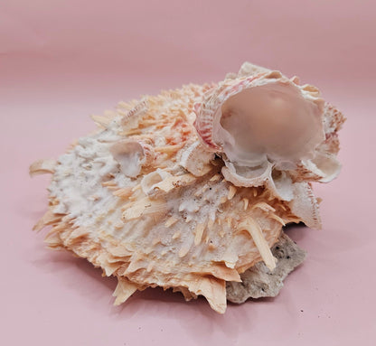 Spiked Spondylus Shell with Barnacles – Coastal Decor Display Shell 5.4"
