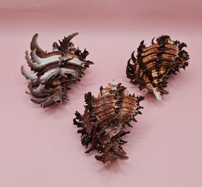 Long Spine Murex Endive Shell Trio – Natural Brown Coastal Display Shells