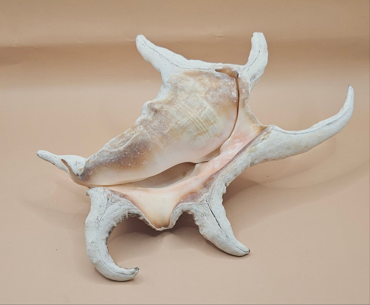 Large Chiagra Lambis  Spider Conch Shell – 9.5" Display Shell with Natural Curved Spines