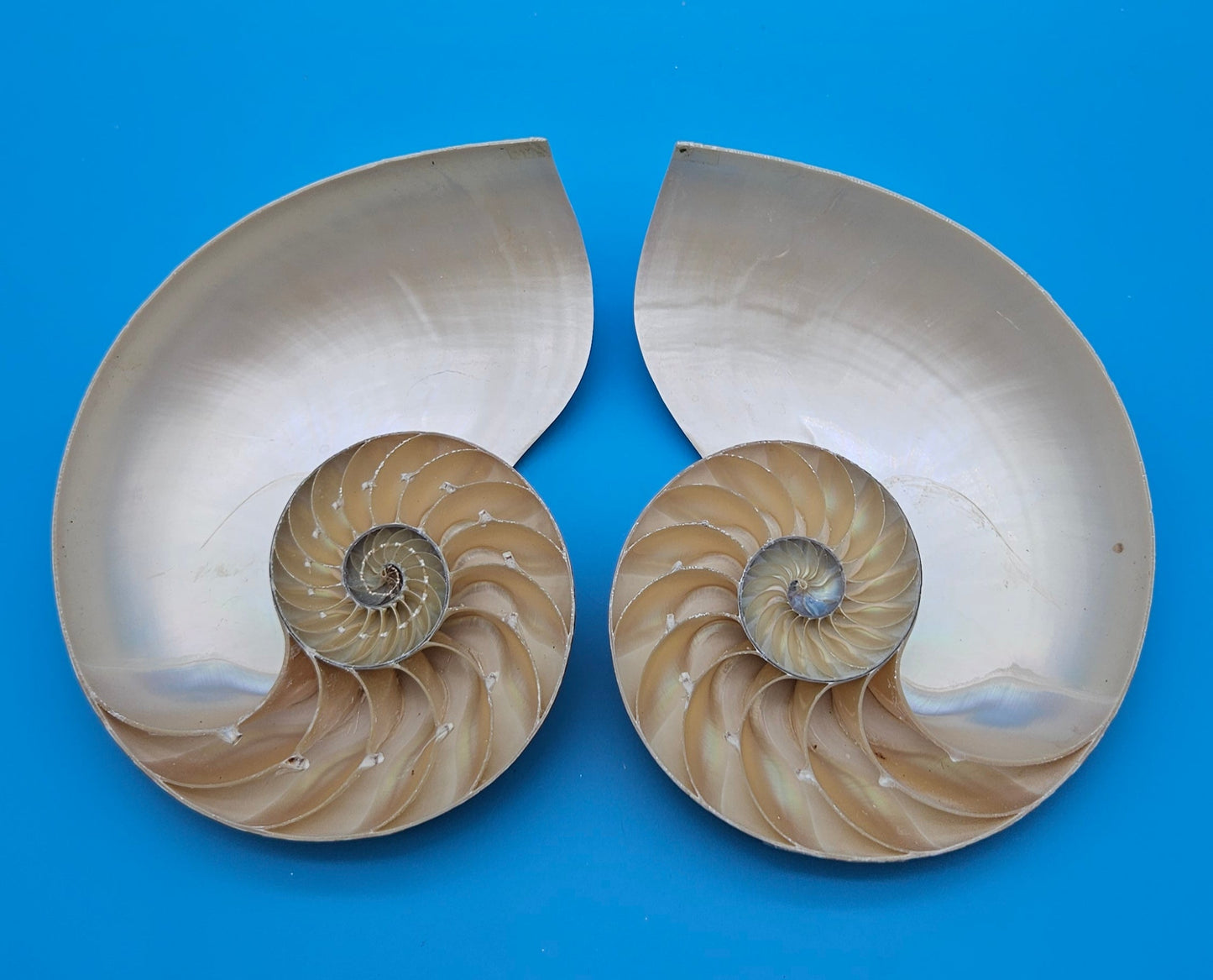 Matching Tiger Nautilus Shell Halves Set – 6.3" Polished Spiral Display Pair