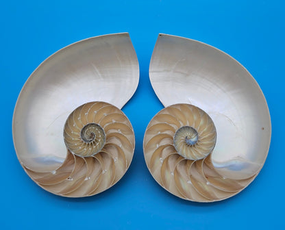 Matching Tiger Nautilus Shell Halves Set – 6.3" Polished Spiral Display Pair