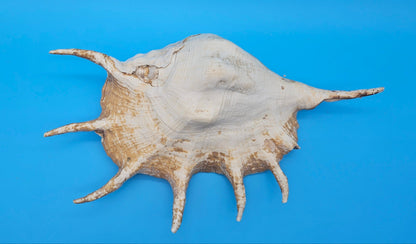 Large Perio Lambis Truncata Display Shell – Premium Coastal Home Decor Specimen (Lambis truncata)
