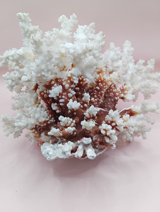 Vintage Brownstem Coral – Natural Textured Branch Form (10"x6.5"x8.25")