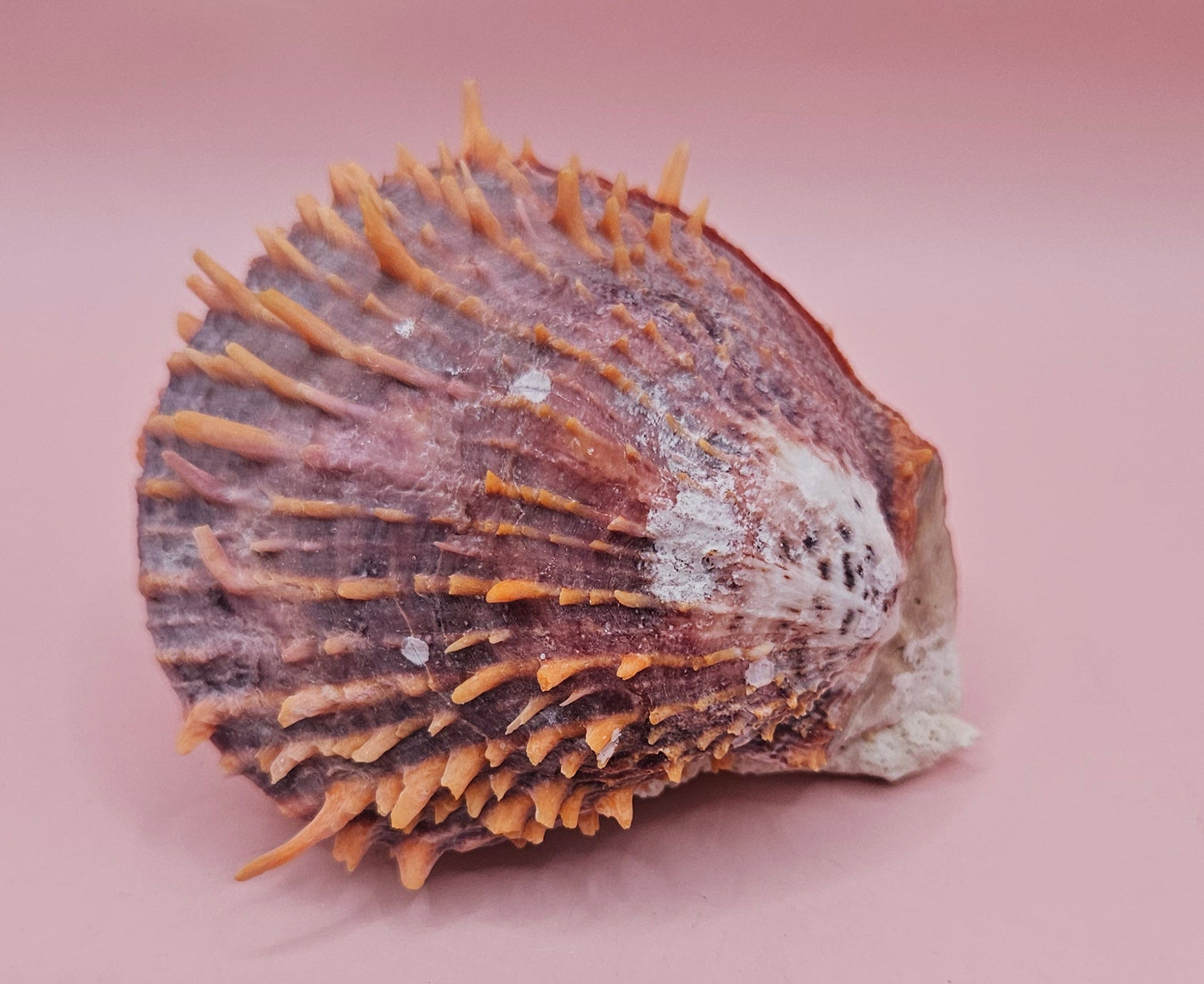 Spiny Spondylus Shell with Coral Encrustation – 3.5" Ocean Display Decor