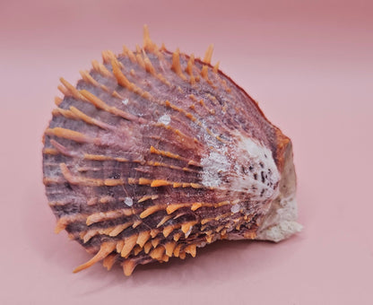 Spiny Spondylus Shell with Coral Encrustation – 3.5" Ocean Display Decor