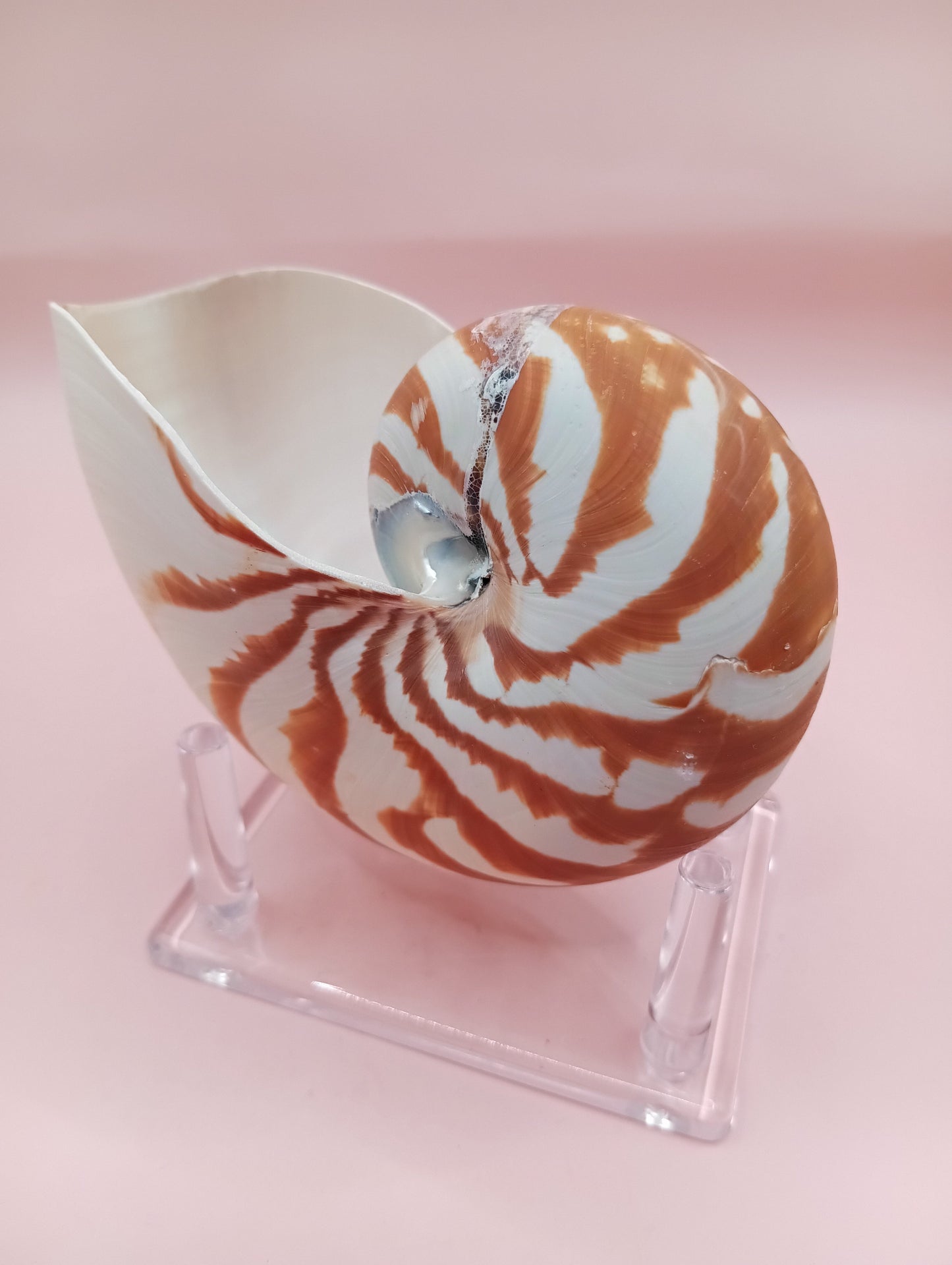 Tiger Nautilus Shell – Striking Natural Ocean Decor 4"