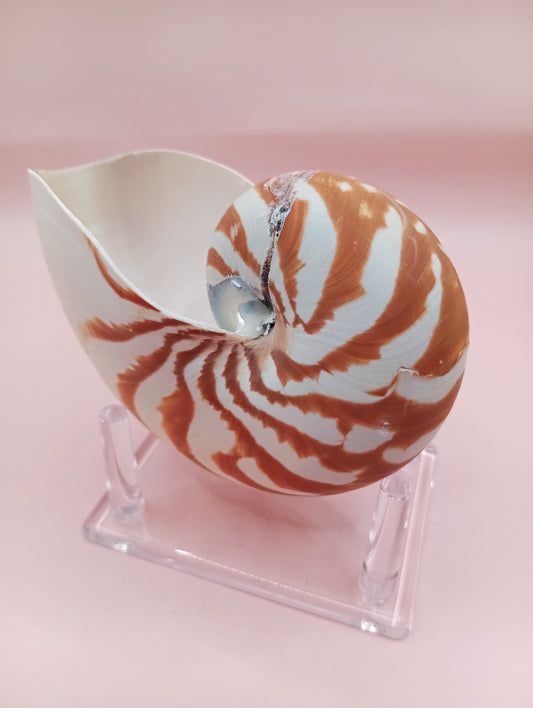 Tiger Nautilus Shell – Striking Natural Ocean Decor 4"