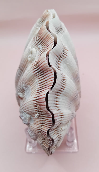 Natural Lion's Paw Seashell Pair – 5" x 5.3" – Coastal Display Accent