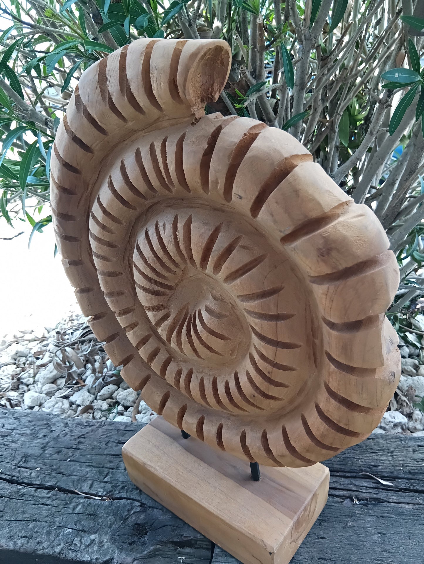 Wooden Ammonite Fossil Sculpture – Coastal Carved Spiral Décor on Stand