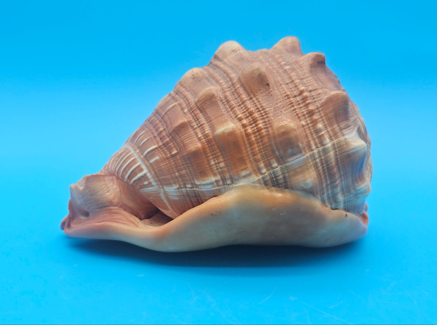 Select Bullmouth Cameo Helmet Shell 7x5x4 Display