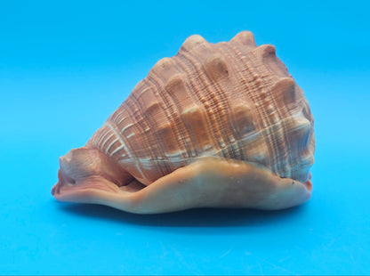 Select Bullmouth Cameo Helmet Shell 7x5x4 Display