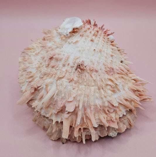 Spiny Spondylus Shell 5" Pink and Ivory Display Shell Coastal Decor
