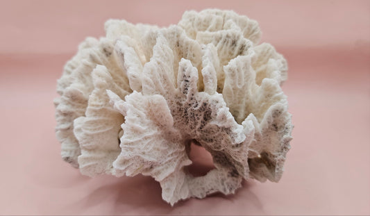 Vintage Rugosa Coral Fossil Decor – Natural White Coral 6.8"