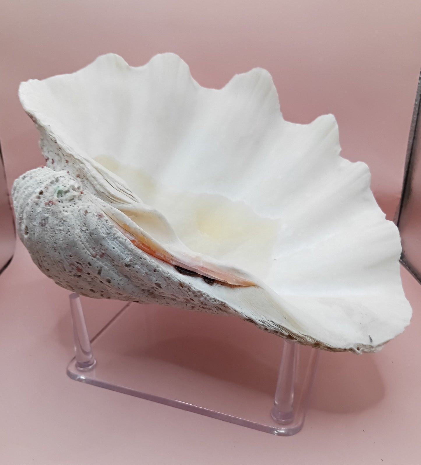 Giant Clam Shell Half – 11.7" x 5.1" x 9" – Coastal Statement Display